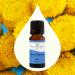 Buy Plant Therapy Blue Tansy Essential Oil 100% Pure - Natural Aromatherapy & Therapeutic Grade (10 mL) | International Shipping Available - Buy Online on GoSupps.com