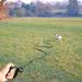 Robust Reflective Dog Track Leash - 5m/10m/15m/20m for All Dog Sizes | Comfortable Hand Loop Training Leash - Buy Online on GoSupps.com