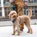 DOG Copenhagen Comfort Walk Air 3.0 Dog Harness - Classic Red XS | International Shipping Available - Buy Online on GoSupps.com