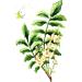 Vet's Advantage 100% Pure Boswellia Powder for Dogs - Supports Joint and Hip Health And Provides Natural Control of Pain and Inflammation for Dogs and Cats - Buy Online on GoSupps.com