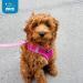 Best Pet Supplies Voyager Mesh Harness & Leash Combo XS/S (Chest 14.5-16) Fuchsia - Reflective Leash, Neoprene Handle - All Weather Harness for Small, Medium, Large Breed Puppies - Red - Buy Online on GoSupps.com