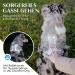 Freudenier Dog Harnesses - Breathable Bombproof Seat & Anti-Drawing Design for All Dog Sizes - Shop Now! - Buy Online on GoSupps.com