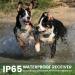 New Classic Dog Collars - Nylon Waterproof & Breathable Perfect for All Sizes | Shop Now! - Buy Online on GoSupps.com