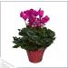 Live Flowering Indoor Cyclamen Duo in Deco Cover - Assorted Colors | 10 Tall by 6 Wide | Long Lasting Flowers | 2 Plants Per Pack - Buy Online on GoSupps.com