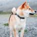 Made to ROAM Oregon Haze Size 4 Premium Dog Collar - Heavy Duty Nylon with Metal Buckle - Buy Online on GoSupps.com