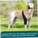 1PC Dog Knee Brace for Torn ACL Hind Leg Adjustable Dog Acl Knee Brace Support for Large and Small Dogs with ACL CCL Cruciate Ligament Injuries for Both Back and Front Legs - Buy Online on GoSupps.com