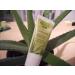 Aloe Vera Gold Toothpaste 75 ml - Natural Whitening & Refreshing | International Shipping - Buy Online on GoSupps.com