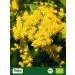  Biojoy Biojoy Organic Goldenrod (100 g) dried and cut Goldenrod herbal tea (Solidago virgaurea) - Buy Online on GoSupps.com