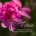 Gya Labs Rose Geranium Essential Oil Roll-On 10ml (Pack of 1) - Sweet Floral Scent - Buy Online on GoSupps.com
