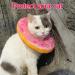 1PCS Cat Cone Collar Soft Cotton Adjustable Cat Recovery Collar Promotes Quick Healing Protects from Trauma Suitable for Pet Cat Home - Buy Online on GoSupps.com