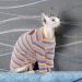 Warm Cotton Sweater for Sphynx & Small Dogs | Purple Stripe XS Cat Clothes | Soft Jumper Costume - Buy Online on GoSupps.com
