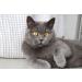 Buy Bentokitty Natural Clumping Cat Litter 10L - Fine-Grained Bentonite for Sensitive Paws | Eco-Friendly 1-Pack - Buy Online on GoSupps.com