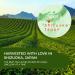 Benifuuki Japanese Green Tea 30 x Green Tea Bag Bundle for Ultimate Relaxation Japanese Tea Bags with Delicious Taste and Rich Aroma Harvested with Love in Japan - Buy Online on GoSupps.com
