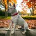 Moosh Silicone AirTag Holder for Dogs & Cats | Stylish & Safe Pet Tracker | Lilac Purple - Buy Online on GoSupps.com