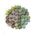 Shop Succulents Radiant Rosette Collection - 32 Pack Mini Succulent Plants - Buy Online on GoSupps.com