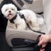 Adjustable Dog Safety Belt for Car-Dog Seat Belt for Car -Dog Car Harness | Pet Travel Accessories. (Black) - Buy Online on GoSupps.com