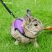 Niteangel Adjustable Soft Harness with Elastic Leash for Small Rabbits - Grey (Pack of 1) - Perfect Fit & Comfort - Buy Online on GoSupps.com
