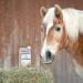 Ewalia Senior Fit Natural juice for older horses Vitality and metabolism support for older horses developed with veterinarians - Buy Online on GoSupps.com