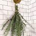 Dried Eucalyptus Branches Real Hanging Eucalyptus Stems Eucalyptus Plant Indoor for Shower Home DIY Hotel Office Shower Hanging Eucalyptus