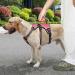 Heele Reflective Dog Crockery & Harness - Durable Comfortable Fit Panic-Resistant Red - Buy Online on GoSupps.com