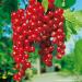 Buy Red Currant 'Rovada ' Bush in Container - Ideal for Home Gardens | Fast International Shipping - Buy Online on GoSupps.com