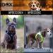 Ddoxx Reflecting Airmesh Step-in Dog Harness - Adjustable Green Puppy Vest for All Sizes (L) - Breast Size: 43-48 cm - Buy Online on GoSupps.com