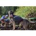 Mountainsmith K9 Dog Backpack - Adjustable Harness Saddlebags with Zip Pockets for Camping & Hiking - Large Lava Red - Buy Online on GoSupps.com