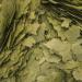 Tropical 3-Algae Flakes - 4 kg - Buy Online on GoSupps.com