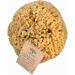 Zerazi | Natural Sea Sponge | 17-18 cm | - Buy Online on GoSupps.com