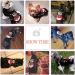 ABRRLO Christmas Dog Sweater - Warm Festive Sweater for Small to XL Dogs - Perfect Holiday Gift for Pets - Buy Online on GoSupps.com