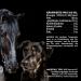 Mituso Black Cumin Oil 500ml for Dogs & Horses - 100% Pure Cold-Pressed Natural Coat Care - Buy Online on GoSupps.com