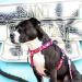 Max & Molly H-Harness - Magical | Premium Pint-Sized Pet Gear for International Shipping - Buy Online on GoSupps.com