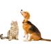 Vet's Advantage 100% Pure Boswellia Powder for Dogs - Supports Joint and Hip Health And Provides Natural Control of Pain and Inflammation for Dogs and Cats - Buy Online on GoSupps.com