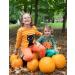 Organic Orange Baby Leggings - Size 6-12 Months - Buy Online on GoSupps.com