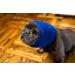 Pet Hoodz for Dog Anxiety | Calming Ear Protection & Fur Care - X-Large Hooded Sweater in Gray Black Blue - Buy Online on GoSupps.com