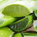 ALOA Skincare Aloe Mist - Organic 4oz Face Spray for Clear Skin | International Shipping Available - Buy Online on GoSupps.com