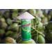 Taste Nirvana Real Premium Coconut Water 16.2oz Cans - Pack of 12 | 194.4 Fl Oz - Buy Online on GoSupps.com