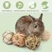 Small Animals Play Balls & Treats for Rabbits Guinea Pigs Chinchilla - Pack of 6 - Buy Online on GoSupps.com