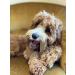 Bamboodles T Bone Dog Chew - Medium Chicken Flavor for Aggressive Chewers - Buy Online on GoSupps.com