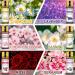 Migcaput 12x5ml Essential Oils Set - 100% Natural Aroma Diffuser Oils for Jasmine Lavender Geranium | Ideal for Diffusers Humidifiers & Massage - Buy Online on GoSupps.com
