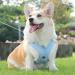 Buy No-Pull Dog Harness for Small Dogs - Reflective Soft & Safe with Leash | Anti-Pull Breast Dishes - Blue - Buy Online on GoSupps.com