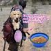 Portable Foldable Dog Bowl - 2 Pack 1000ml for Travel & Hiking | Blue & Purple - Ideal Pet Feeder - Buy Online on GoSupps.com