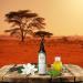 Shea Terra Shea Nilotik Oil - Marrakesh Mint - Vanilla 236 ml (8oz) - Buy Online on GoSupps.com