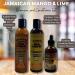 Shampoo and Conditioner Set Bundle-5 Items with Jamaican Mango & Lime Black Castor Oil Sulfate Free Shampoo 8oz Paraben Free Conditioner 8oz and Original Black Castor Oil 4oz Unibeauties Detangling Brush & Detangling Hanging Shower Comb - Buy Online on GoSupps.com