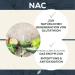 Buy SANUTRITION NAC Powder 150g - High-Quality N-Acetyl Cysteine Supplement Made in Austria - 100% Pure No Additives Ships Internationally - Buy Online on GoSupps.com
