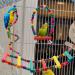 Seahelms 8-Piece Parrot Bird Toys Set - Natural Wood Chewing Hammock Bell & Swing for Nymphic Finches and Small Parrots - Colorful Bird Cage Enrichment - Buy Online on GoSupps.com