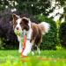 Wolfone 3m Orange Tow Lines for Dogs | Waterproof & Durable Training Leash for Recall Swimming Camping & Beach Activities - Buy Online on GoSupps.com