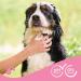 Beaphar Delaying Shampoo for Matted Fur - Skin-Friendly with Almond Oil & Aloe Vera - pH Neutral Paraben-Free Vegan - 250 ml - Buy Online on GoSupps.com