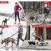 Hands Free Running Dog Lead - Retractable 7FT Long Training Leash for Medium Large Dogs - Reflective Nylon Tape - Ideal for Walking, Hiking, Jogging - Car Seat Belt Leash - Black - Buy Online on GoSupps.com