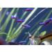 Seachem Stability 500ml - Fish Tank Stabilizer for Freshwater & Marine Aquariums - Buy Online on GoSupps.com